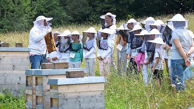 Zu den Bienenv&ouml;lkern f&uuml;hrt eine Wanderung des Steigerwald-Zentrums in Handthal. Der Termin ist schon am Sonntag.  Foto: Constanze Stern