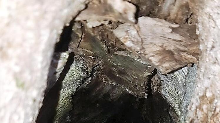 Ein Schadensbild vom Lindenbaum