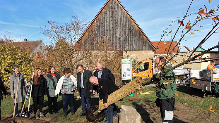 Die Esskastanie hat bereits eine stattliche Größe. Früchte tragen wird sie aber erst in vielen Jahren.    Foto: Evi Seeger