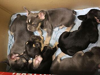 Tierschmuggel auf A9: Hundewelpen im Tierheim Hof