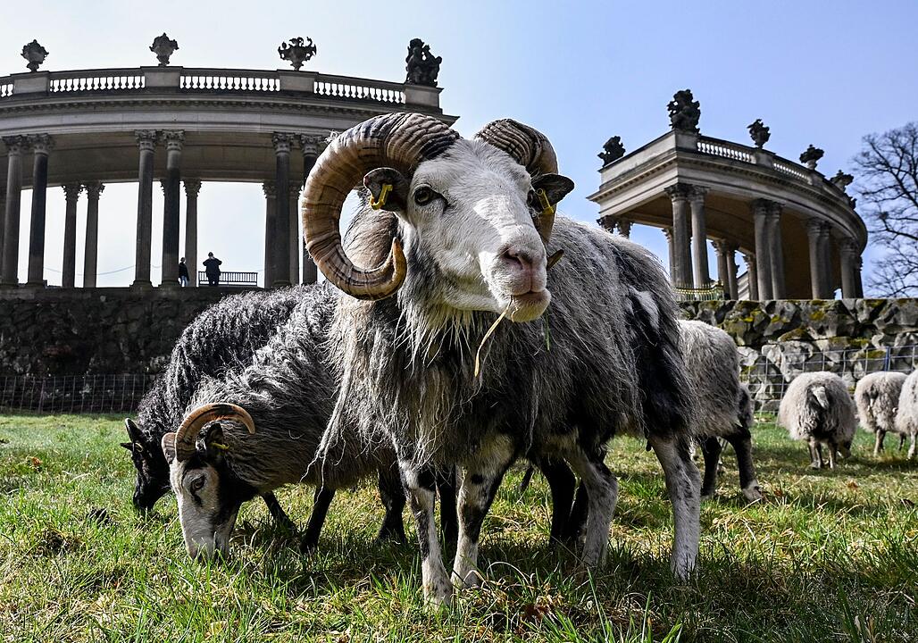 Schafe weiden im Park Sanssouci