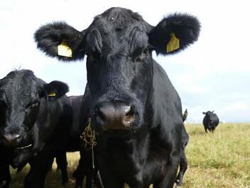 Rund 70 Angusrinder zählt der Hof der Bramberger Familie Schauer zurzeit. Foto: Helmut Will