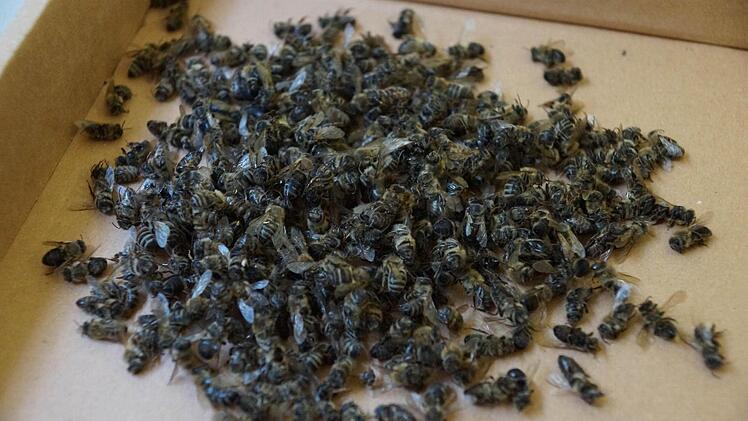 Unzählige tote Bienen fand Imker Jochen Huppmann an seinen Kästen. Eine Probe fror er zu Untersuchungszwecken ein. Foto: Archiv/ Arkadius Guzy