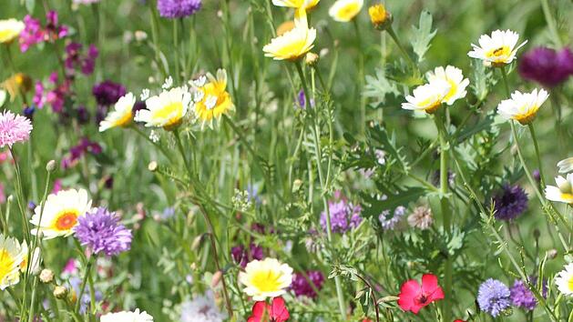 Eine Blumenmischung. Foto: Jupp Schröder