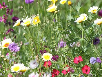 Eine Blumenmischung. Foto: Jupp Schröder