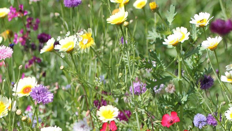 Eine Blumenmischung. Foto: Jupp Schröder