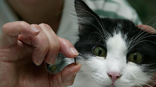 Es gibt zwei Methoden, Hunde und Katzen zu kennzeichnen: tätowieren oder chippen. Der Deutsche Tierschutzbund rät zu einem Chip, auch Transponder genannt, der unter die Haut des Tieres am Hals verpflanzt wird. Volker Dornberger, Deutscher Tierschutzbund