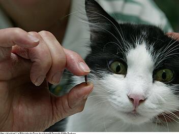 Es gibt zwei Methoden, Hunde und Katzen zu kennzeichnen: tätowieren oder chippen. Der Deutsche Tierschutzbund rät zu einem Chip, auch Transponder genannt, der unter die Haut des Tieres am Hals verpflanzt wird. Volker Dornberger, Deutscher Tierschutzbund