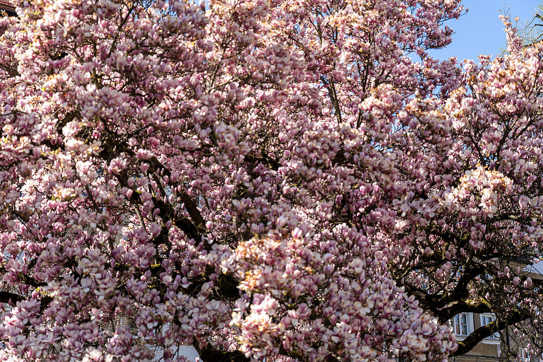 Bamberg im Frühling.