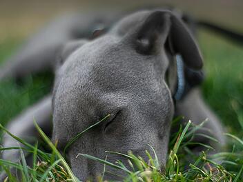 Kulmbach: Polizei fahndet nach Hunde-Treter - wer kennt den Mann?