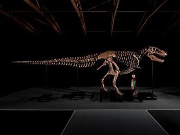 Auktion eines T-Rex-Skeletts