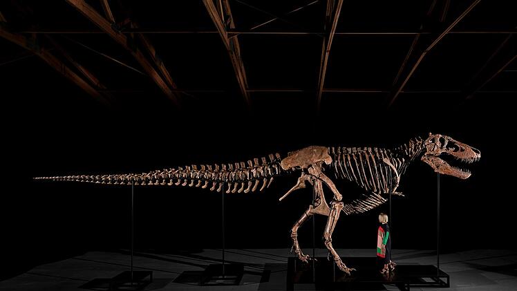Auktion eines T-Rex-Skeletts