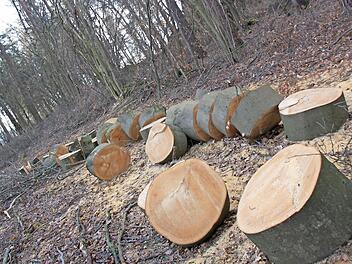 Der Umbau vom Nadel- zum Laubwald ist auf den städtischen Forstflächen bereits gelungen. Was Förster Hermann Hacker noch Sorgen macht, sind die Privatwälder, die den weitaus größeren Anteil der bewaldeten Fläche des Stadtgebietes ausmachen. Foto: Matthias Einwag