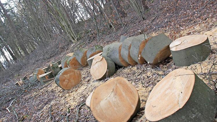 Der Umbau vom Nadel- zum Laubwald ist auf den städtischen Forstflächen bereits gelungen. Was Förster Hermann Hacker noch Sorgen macht, sind die Privatwälder, die den weitaus größeren Anteil der bewaldeten Fläche des Stadtgebietes ausmachen. Foto: Matthias Einwag