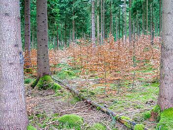 Der Waldumbau ist in vollem Gange. Unter alten Nadelbäumen wachsen junge Buchen heran. Foto: CT-Archiv