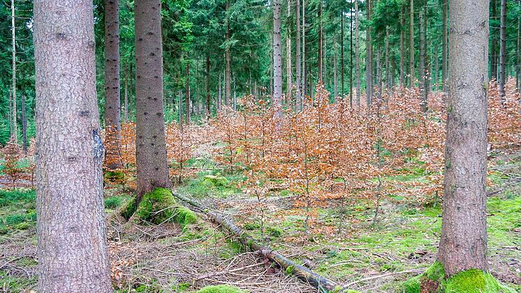 Der Waldumbau ist in vollem Gange. Unter alten Nadelbäumen wachsen junge Buchen heran. Foto: CT-Archiv