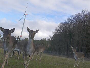 Gar nicht putzig: Die Windkraftanlagen am Kraiberg  scheinen zwar das Damwild nicht zu stören - wohl aber die Anwohner. Die wollen nun eine Gegenmessung auf den Weg bringen, um ein Überschreiten der Lärm-Grenzwerte nachzuweisen. - Archivbild: Berthold Köhler