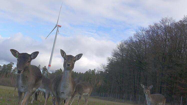 Gar nicht putzig: Die Windkraftanlagen am Kraiberg  scheinen zwar das Damwild nicht zu stören - wohl aber die Anwohner. Die wollen nun eine Gegenmessung auf den Weg bringen, um ein Überschreiten der Lärm-Grenzwerte nachzuweisen. - Archivbild: Berthold Köhler