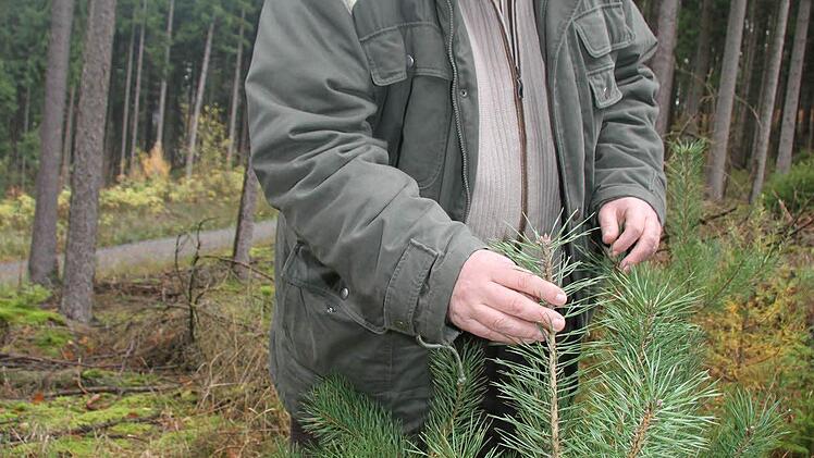 Akribisch nimmt Horst Gleißner die kleine Kiefer unter die Lupe - kein Verbiss. Das weist darauf hin, dass die Wilddichte in Ordnung ist