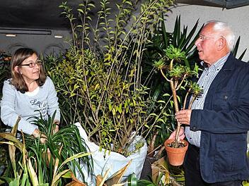 Vom Alpenveilchen bis zur mannshohen Palme: Christine Heller und Klaus Drescher bereiten derzeit alles für den Pflanzenflohmarkt der Werkstatt für behinderte Menschen in Melkendorf vor. Foto: Stephan Herbert Fuchs