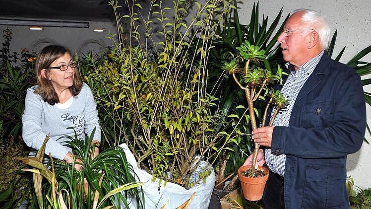 Vom Alpenveilchen bis zur mannshohen Palme: Christine Heller und Klaus Drescher bereiten derzeit alles für den Pflanzenflohmarkt der Werkstatt für behinderte Menschen in Melkendorf vor. Foto: Stephan Herbert Fuchs
