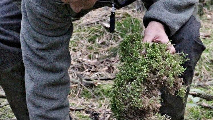 Förster Wolfgang Meiners gräbt mit seinen Händen im Boden, um den Teilnehmern des Waldganges die Bodenbeschaffenheit in der Abteilung "Hirtenwiese" zu erläutern. Foto: Helmut Will