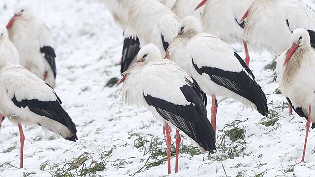 Wegen milderen Temperaturen &uuml;berwintern St&ouml;rche immer &ouml;fter auch in Deutschland.