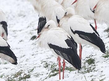 Wegen milderen Temperaturen &uuml;berwintern St&ouml;rche immer &ouml;fter auch in Deutschland.