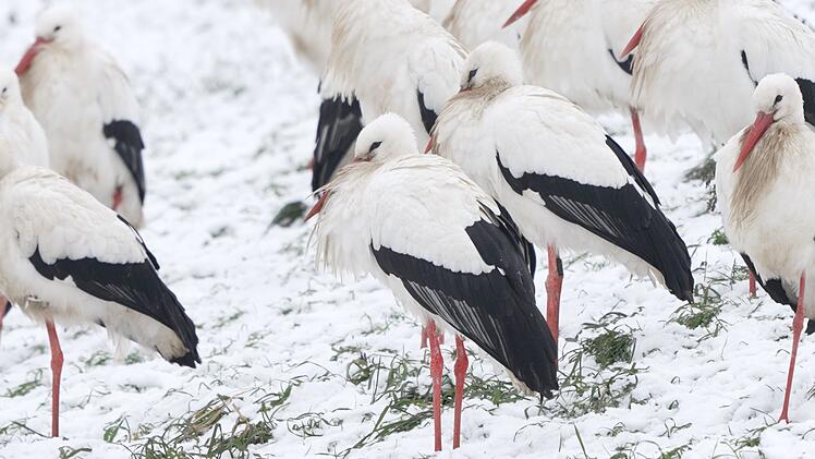 Wegen milderen Temperaturen &uuml;berwintern St&ouml;rche immer &ouml;fter auch in Deutschland.