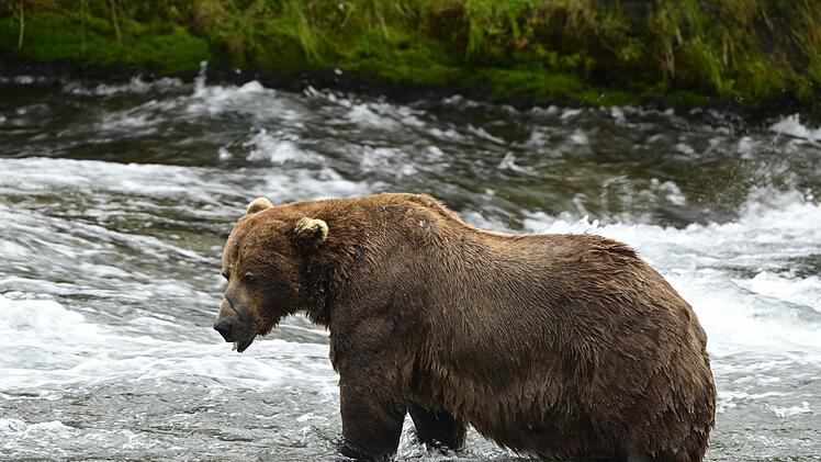 Braunbär 32 «Chunk» im Finale bei "Fat Bear"-Wahlen