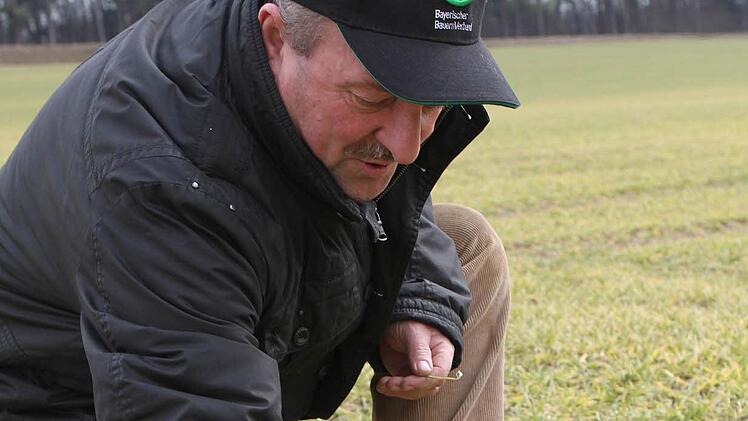 Wilfried Löwinger betrachtet die Entwicklung der Wintergerste auf seinem Acker. Noch ist alles im grünen Bereich, doch die Pflanzen brauchen jetzt dringend einen kräftigen Regen.  Foto: Jochen Nützel