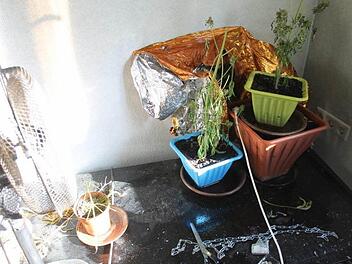 Drogen sind gefährlich - ihre Aufzucht auch: Diese Erfahrung musste jetzt ein junger Mann in Schweinfurt machen. Die Lampe einer Marihuana-Aufzuchtanlage hat ein Zimmer in seiner Wohnung in Brand gesetzt. Das Bild zeigt die Pflanzen, die das Feuer überstanden. Foto: Polizei
