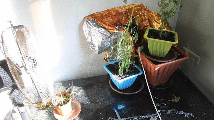 Drogen sind gefährlich - ihre Aufzucht auch: Diese Erfahrung musste jetzt ein junger Mann in Schweinfurt machen. Die Lampe einer Marihuana-Aufzuchtanlage hat ein Zimmer in seiner Wohnung in Brand gesetzt. Das Bild zeigt die Pflanzen, die das Feuer überstanden. Foto: Polizei