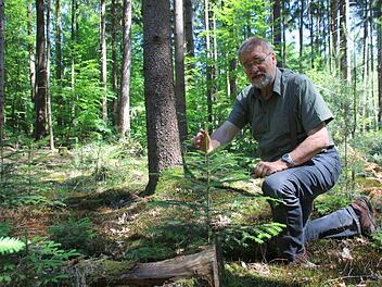 Heinrich Hümpfner zeigt hier den Höhentrieb eines jungen Tannenbäumchens. Dieser bestätigt, dass die Pflanze an dem Standort, im Wald stück zwischen Katzenbach und Oehrberg gut gedeiht. Langfristig soll der Tannenbestand in den Wäldern der Rhön verdoppelt werden.  Fotos: K. Kupka-Hahn