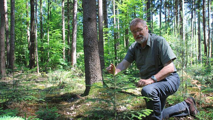 Heinrich Hümpfner zeigt hier den Höhentrieb eines jungen Tannenbäumchens. Dieser bestätigt, dass die Pflanze an dem Standort, im Wald stück zwischen Katzenbach und Oehrberg gut gedeiht. Langfristig soll der Tannenbestand in den Wäldern der Rhön verdoppelt werden.  Fotos: K. Kupka-Hahn