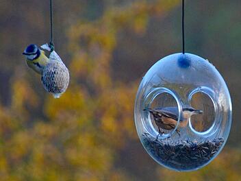 Ein Kleiber holt sich einen Sonnenblumenkern aus dem Futterring, während sich die Blaumeise am Knödel labt. Foto: Kathrin Kupka-Hahn