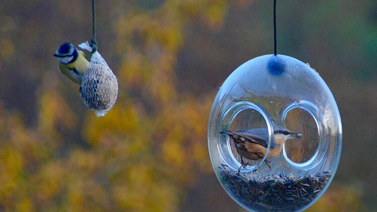 Ein Kleiber holt sich einen Sonnenblumenkern aus dem Futterring, während sich die Blaumeise am Knödel labt. Foto: Kathrin Kupka-Hahn