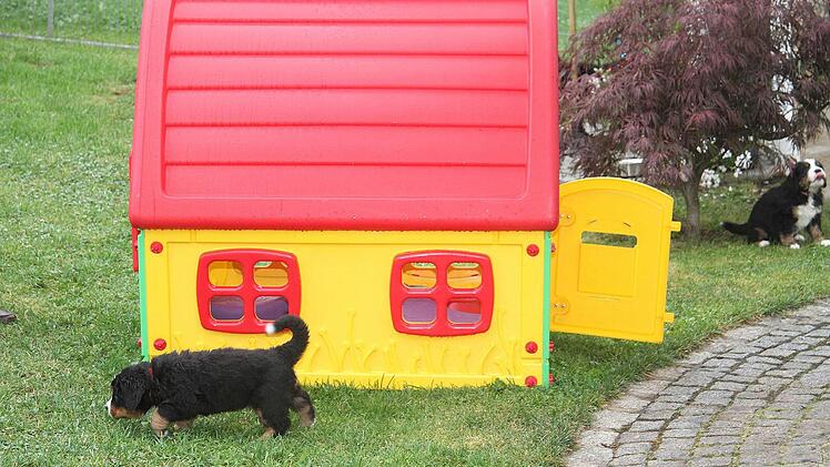 Das Spielhaus ist zur Berner-Welpenhütte umfunktioniert. Die Hundebabys verstecken sich darin.