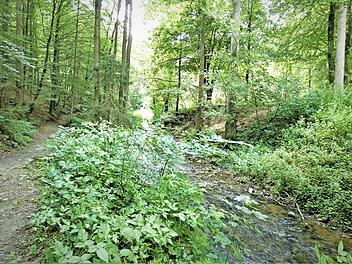 Die Gemeinde hält an der Alternativplanung für den rollstuhlgerechten und barrierefreien Kurweg im Schorgasttal fest. Als einen Schandfleck bezeichnete Gemeinderat Jörg Treutler (SPD) den Wildwuchs am Bachbett, doch Bürgermeister Jochen Trier (FW) gab die Einschätzung der Unteren Naturschutzbehörde weiter, nach der es sich hier um ein Biotop handelt.