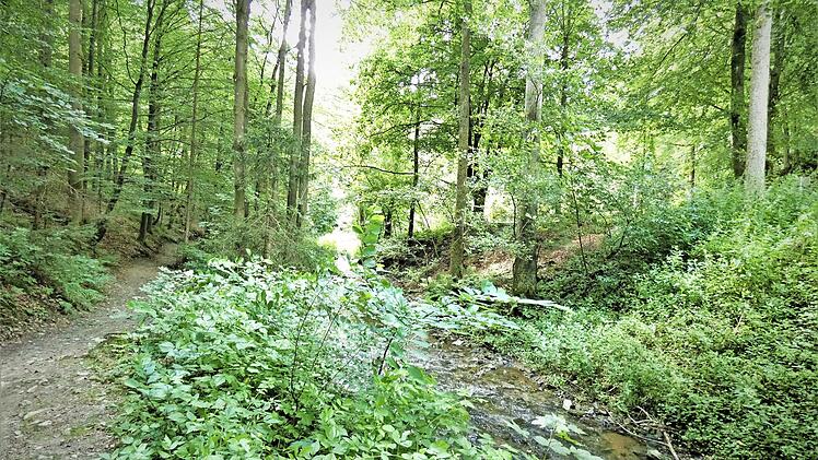 Die Gemeinde hält an der Alternativplanung für den rollstuhlgerechten und barrierefreien Kurweg im Schorgasttal fest. Als einen Schandfleck bezeichnete Gemeinderat Jörg Treutler (SPD) den Wildwuchs am Bachbett, doch Bürgermeister Jochen Trier (FW) gab die Einschätzung der Unteren Naturschutzbehörde weiter, nach der es sich hier um ein Biotop handelt.