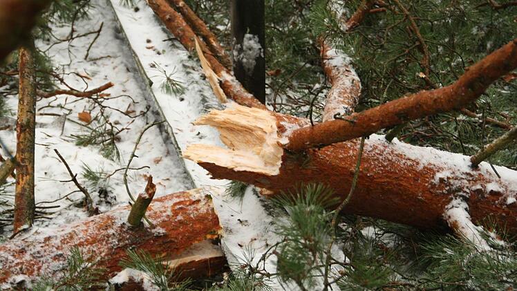 Die Leitplanke wurde von einem umgestärzten Baum arg in Mitleidenschaft gezogen. Foto: Paul Ziegler