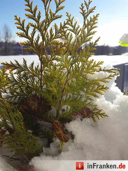 Eis und Schnee in Franken - die schönsten Winterleserfotos