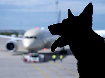 Flugreisen mit Hunden