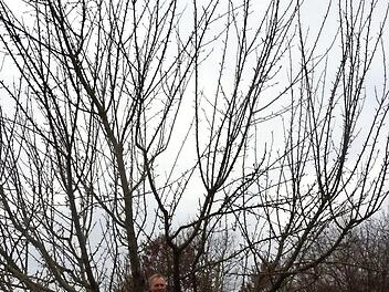 Der Obst- und Gartenbauverein Oberreichenbach kümmerte sich unter anderem um den Baumschnitt in der Gemeinde - wie hier der Bund Naturschutz in Herzogenaurach. Foto: Archiv