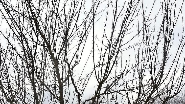 Der Obst- und Gartenbauverein Oberreichenbach kümmerte sich unter anderem um den Baumschnitt in der Gemeinde - wie hier der Bund Naturschutz in Herzogenaurach. Foto: Archiv