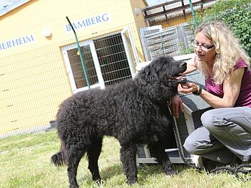 Auch wenn sie alle Tiere mag, faszinieren Hunde die neue Tierheimleiterin Elke Pohl doch am meisten. Foto: Matthias Hoch