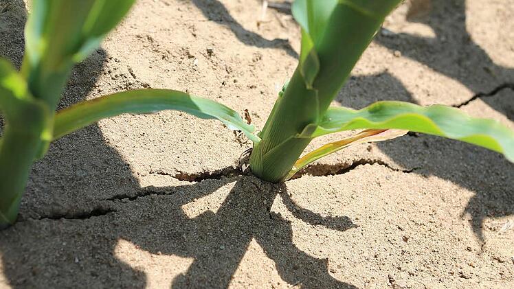 Tiefe Rissen auf den Äckern - wie hier in einem Maisfeld bei Buttenheim - sind das Resultat der extremen Frühjahrs-Trockenheit.  Foto: Barbara Herbst