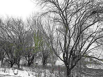 Die Bäume an der Kärntner Straße müssen einem größeren Bauvorhaben weichen