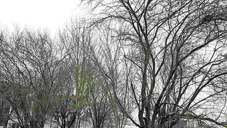 Die Bäume an der Kärntner Straße müssen einem größeren Bauvorhaben weichen