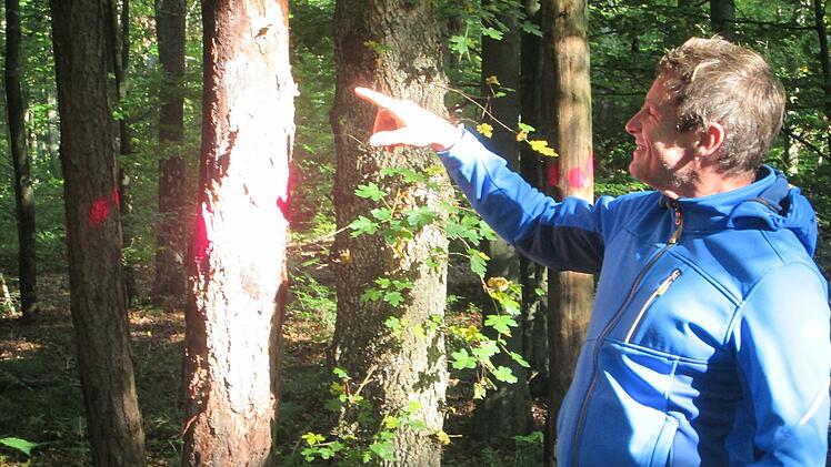 Am "Zimmerberg" und am "Schweinfurter Weg" sollen künftig Mischbaumarten das Wald-Bild bestimmen, denn hier sind zahlreiche Bäume geschädigt, wie Forstangestellter Bernd Volpert zeigt.